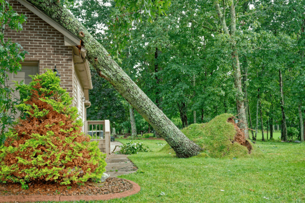 Fallen tree leaning on house.
